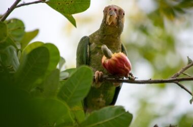 are cashews safe for parrots?