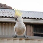 are cockatoos noisy pets?