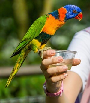 can parrots have raw honey?