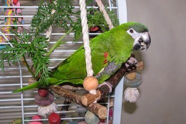 do mini macaws make good pets?