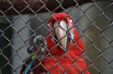do parrots feel sad?