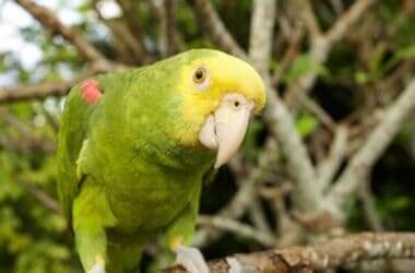 do parrots have good hearing?