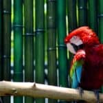 is bamboo bad for parrots?