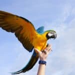 macaw size comparison