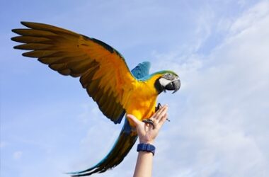 macaw size comparison