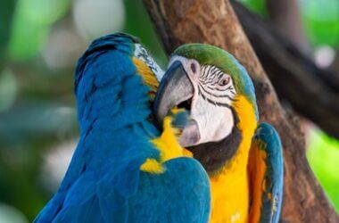 most gentle macaw