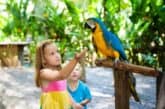 Image showcasing Which Parrot Makes The Least Noise? (Decibel Level Chart)