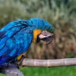 treatment for sour crop in parrots