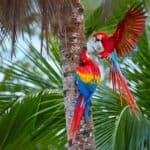 what do parrots prey on?