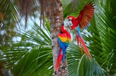 what do parrots prey on?