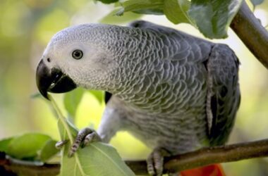 what is the price of an african grey parrot?