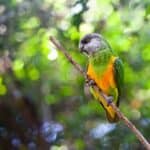 what's the quietest parrot?