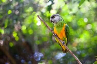 what's the quietest parrot?