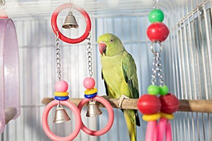 where to put a parrot cage