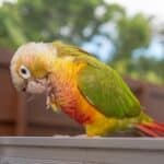 Pineapple Green Cheek Conure facts