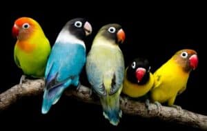 15 Types of Small Parrots (with Pictures)