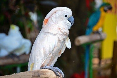 how do cockatoos learn to talk?
