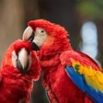 parrots with red feathers