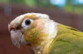 Pineapple Green Cheek Conure Information (with Pictures)