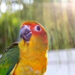 why do birds make crying noises?