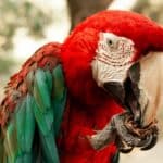Parrot Beak Color Change