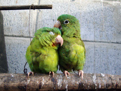 are my parakeets kissing?