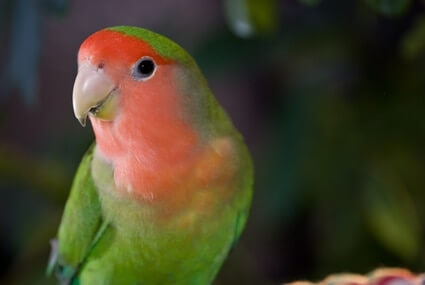 are peach faced lovebirds good pets?