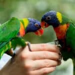 how to care for a rainbow lorikeet