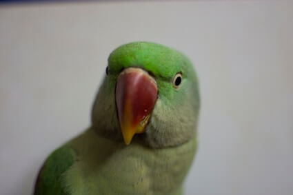 nasal discharge in parrots