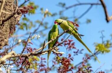 what does it mean when parakeets kiss each other?