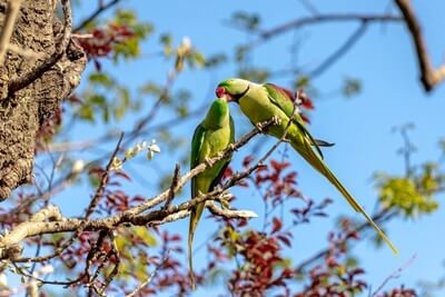 what does it mean when parakeets kiss each other?
