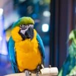 what herbs can parrots eat