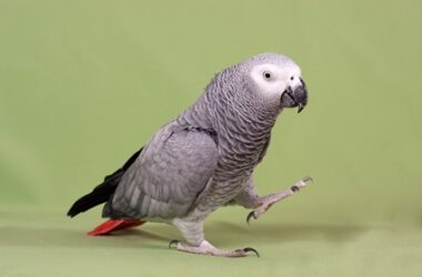 African grey parrot body language