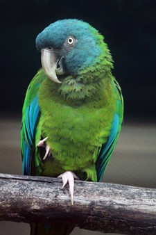 Blue-Headed Macaw