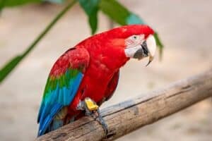 Biggest to Smallest Macaw Types (with Size Chart + Pictures)