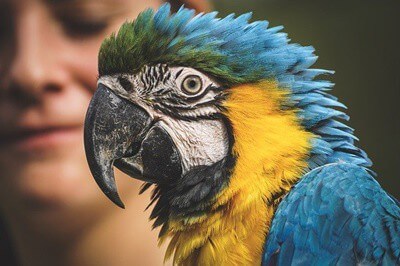 Signs of Old Age in Parrots