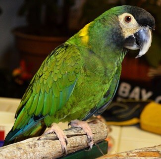 Yellow-Collared Macaw