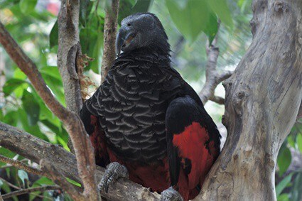 are dracula parrots endangered?