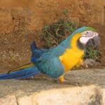 how to attract parrots to your window