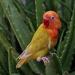 is aloe vera good for parrots?