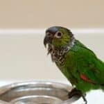 what month do parrots molt?