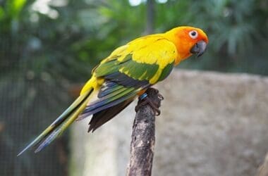 do parrots wings grow back?