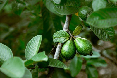 is guava safe for parrots?