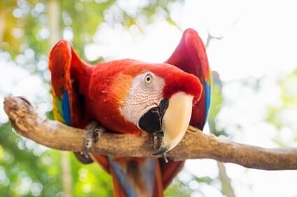 what do different parrot noises mean?