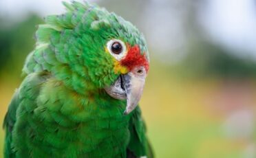what do parrot sounds mean?