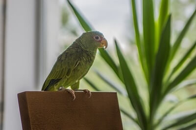 what parrots are good for apartments?