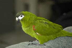 Hahn’s Macaw