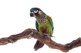 Painted Conure