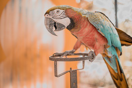 are all parrots left-handed?