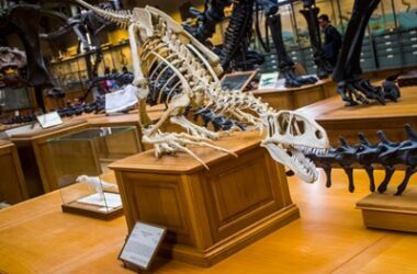are parrots descendants of dinosaurs?